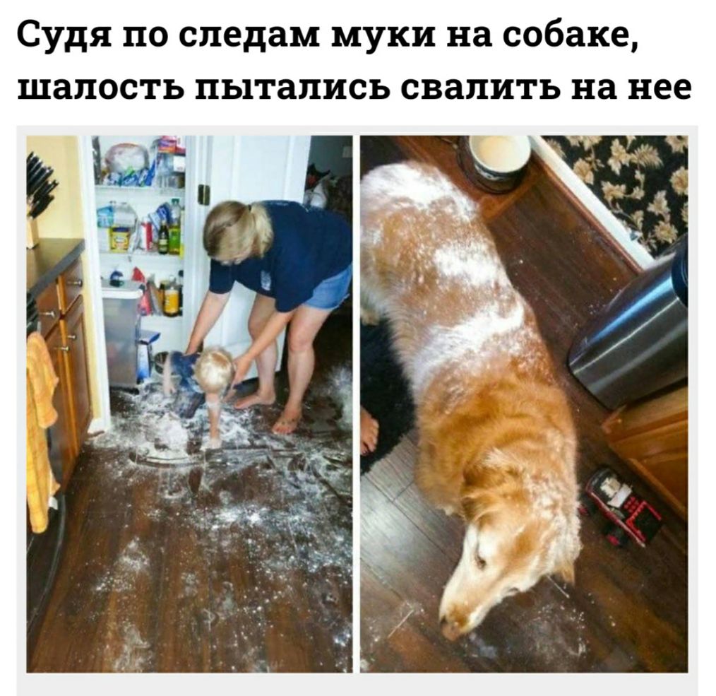 Судя по следам муки на собаке шалость пытались свалить на нее
