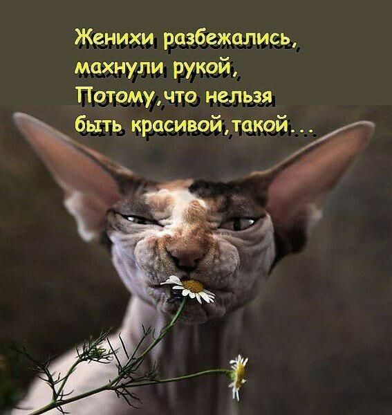 Женихи роізбежцлись махнули рукой Пчтомшчто нельзя ч крчсивойтцкой _