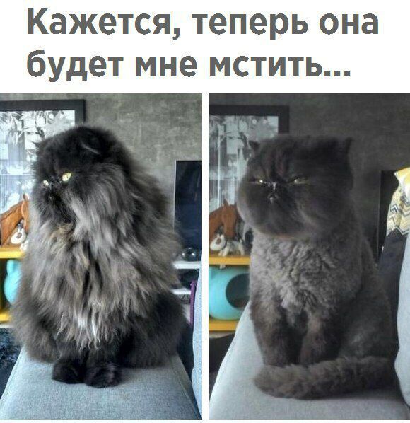 Кажется теперь она будет мне мстить