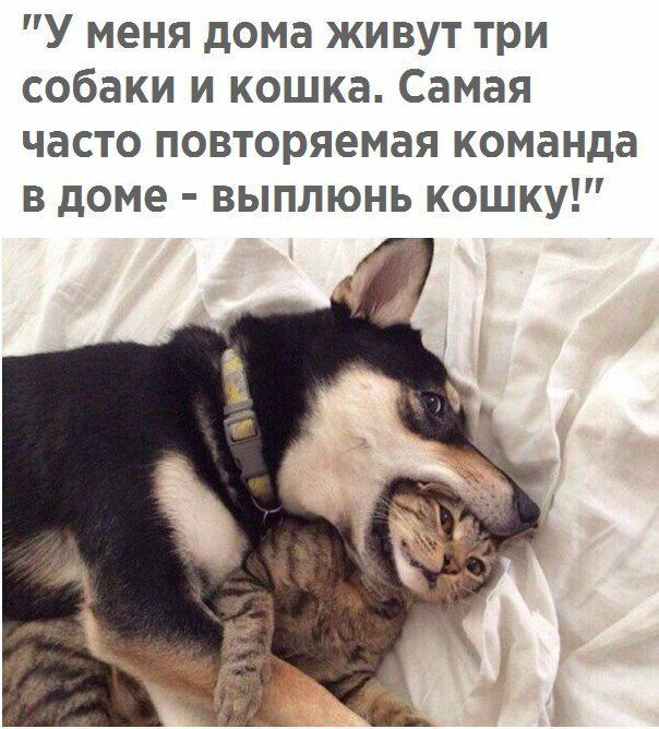 У меня дома живут три собаки и кошка Самая часто повторяемая команда в доме выплюнь кошку