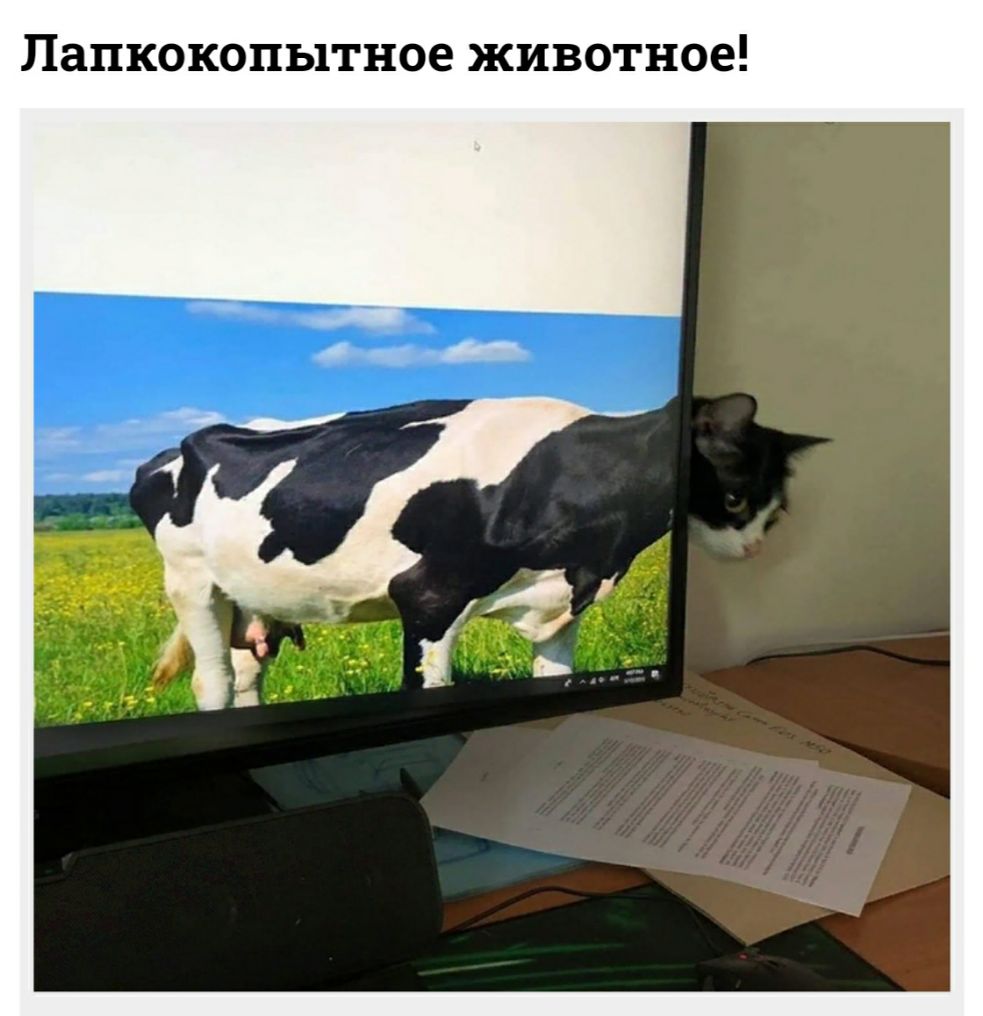 Папкокопытное животное