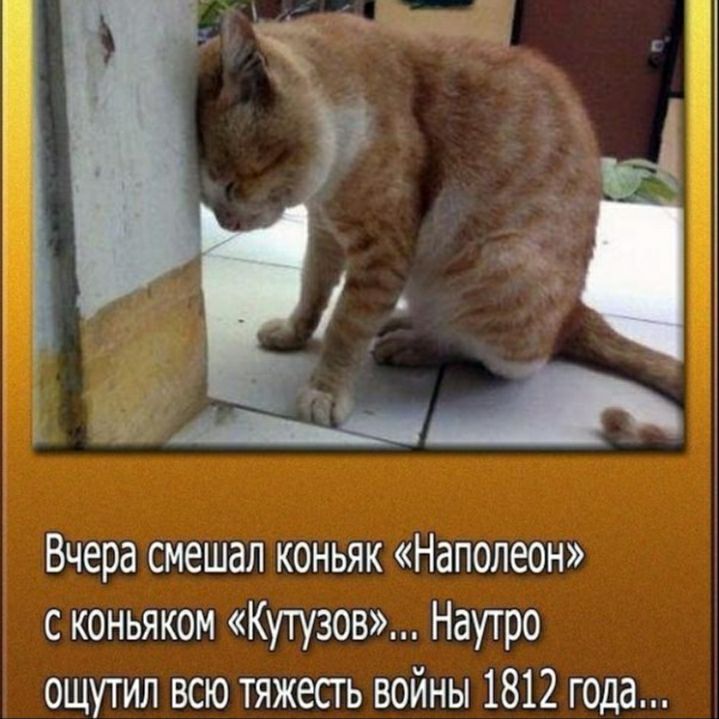 Вчера смешал коньяк Наполеон с коньяком Кугузов Наутро ощутил всю тяжесть войны 1812 года