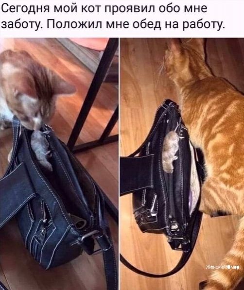 Сегодня мой кот проявил обо мне заботу Положил мне обед на работу