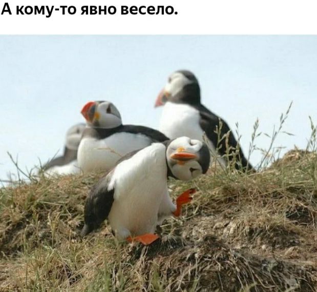 А КОМУ ТО ЯВНО весело