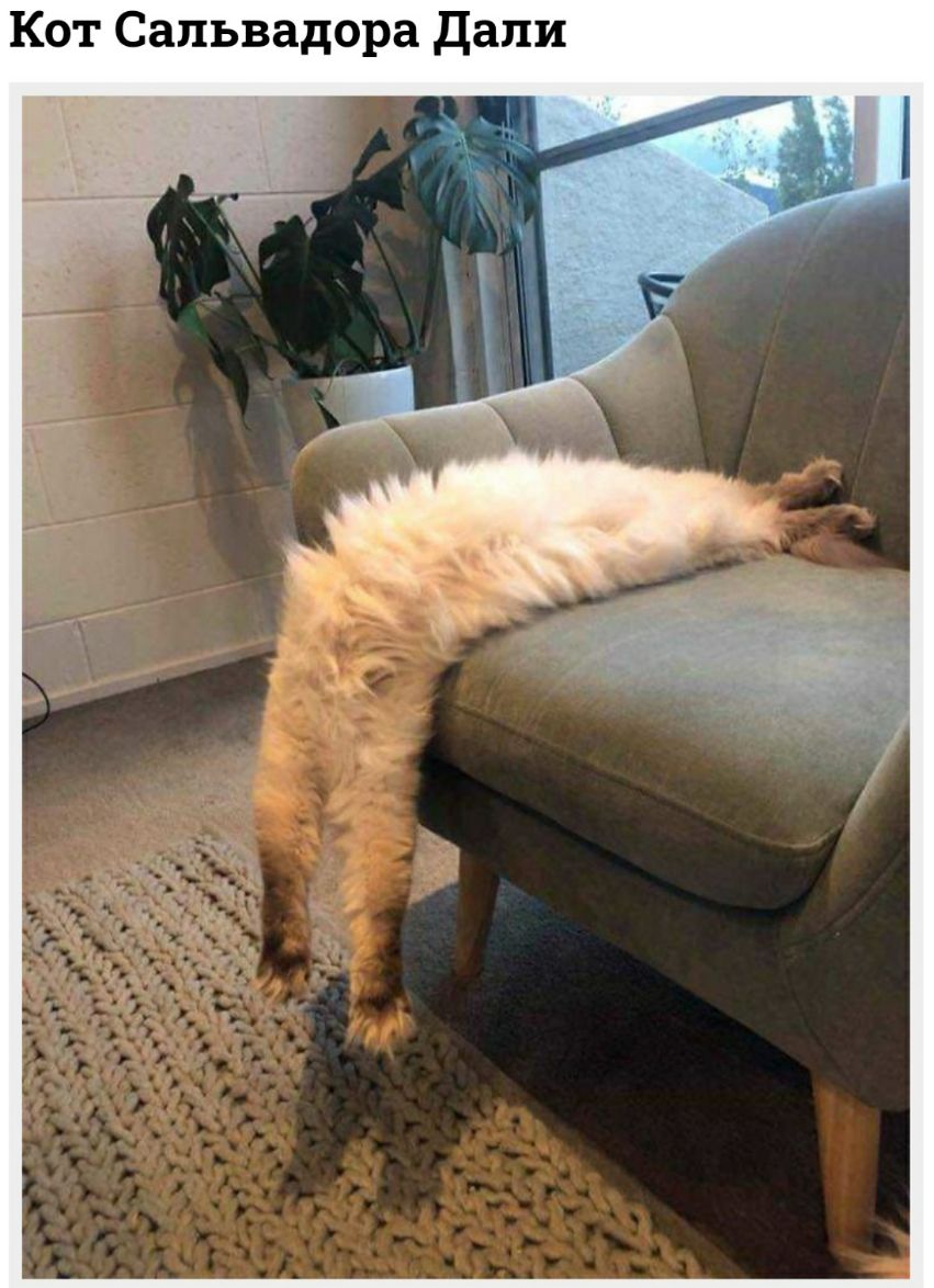 Кот Сальвадора дали