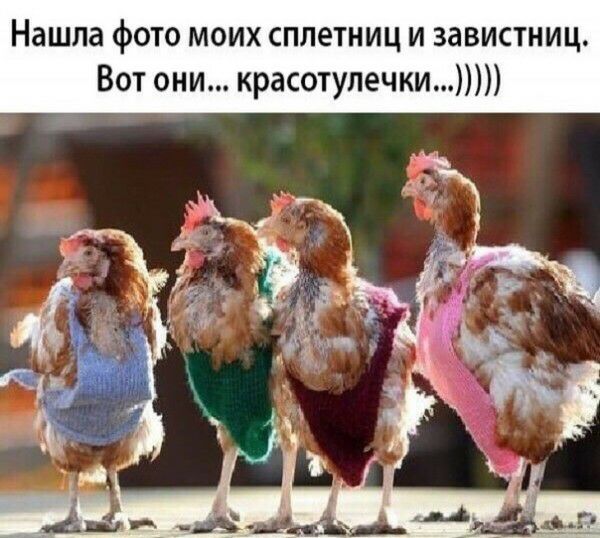 Нашла фото моих сплетниц и завистниц Вот они красотулечки