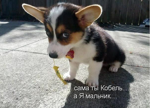 самат Кобель а Я мапьчи