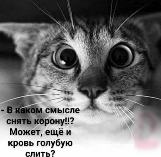 _ смысле сн нуп Может ещё и кровь голубую сл А ть