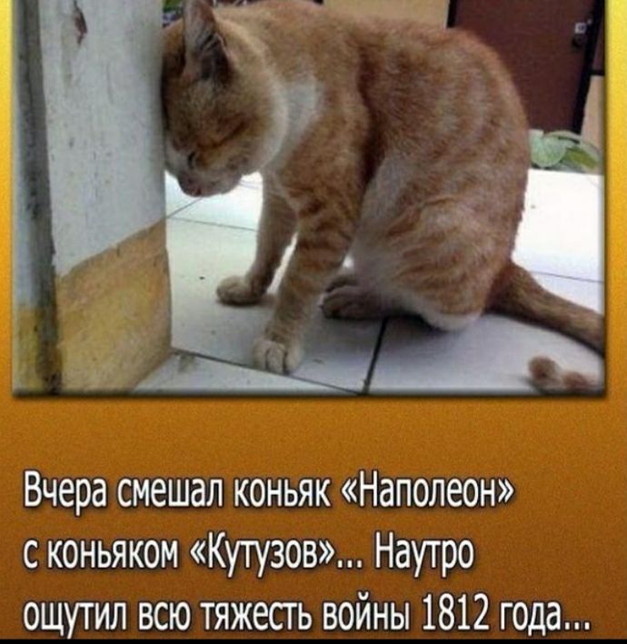 Вчера смешал коньяк Наполеон с коньяком Кутузов Наутро ощутил всю тяжесть войны 1812 года