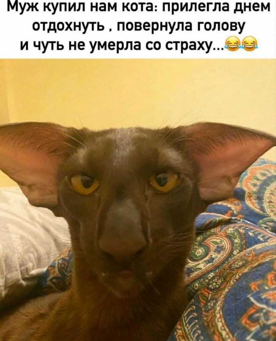 уж купил нам кота прилегла днем отдохнуть повернула голову и чуть не умерла со страху