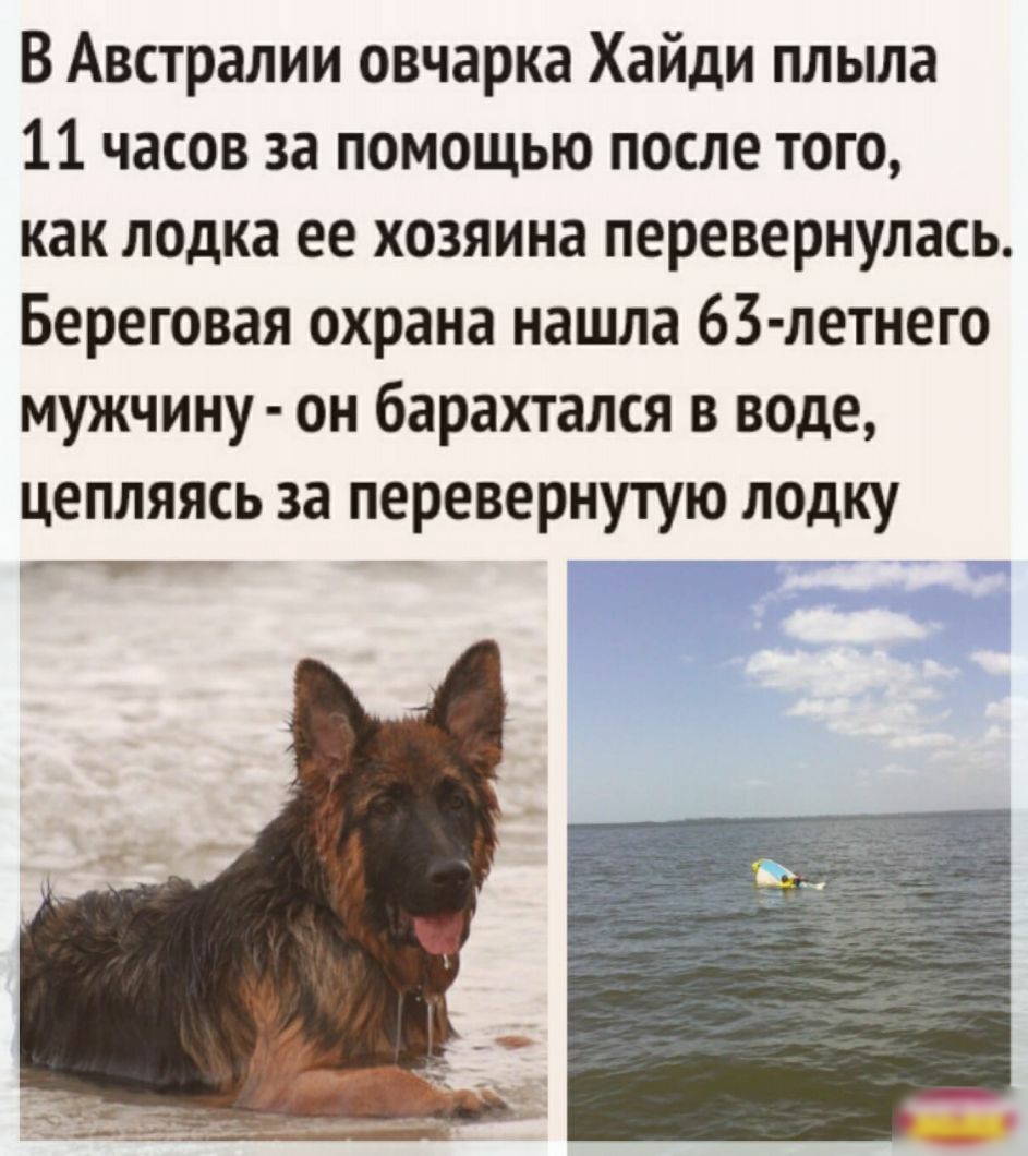 В Австралии овчарка Хайди плыла 11 часов за помощью после того как лодка ее хозяина перевернулась Береговая охрана нашла 63 летнего мужчину он барахтался в воде цепляясь за перевернутую лодку ггттг