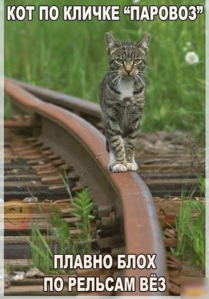 коТпо кличке Ждрфд птщно Блох потёыьсдм вЕгзь