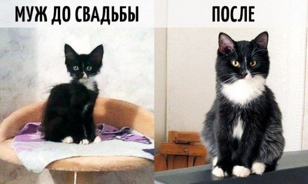 МУЖ ДО СВАДЬБЫ ПОСЛЕ
