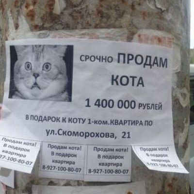 КОТА 1 400 000 51 ПОДАРОк коп ножкштирдм улСкпморохова 21 м дм тм птиц шип щ п