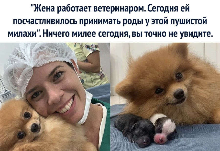 Жена работает ветеринаром Сегодня ей посчастливилось принимать роды у этой пушистой