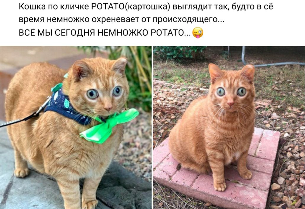 Кошка по кличке РОТАТОкартошка выглядит так будто в сё время немножко охреневает от происходящего ВСЕ МЫ СЕГОДНЯ НЕМНОЖКО РОТАТО