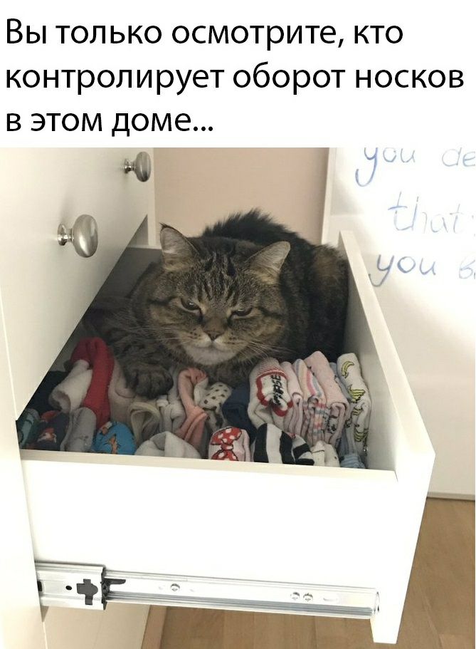 Вы только осмотрите кто контролирует оборот носков в этом доме
