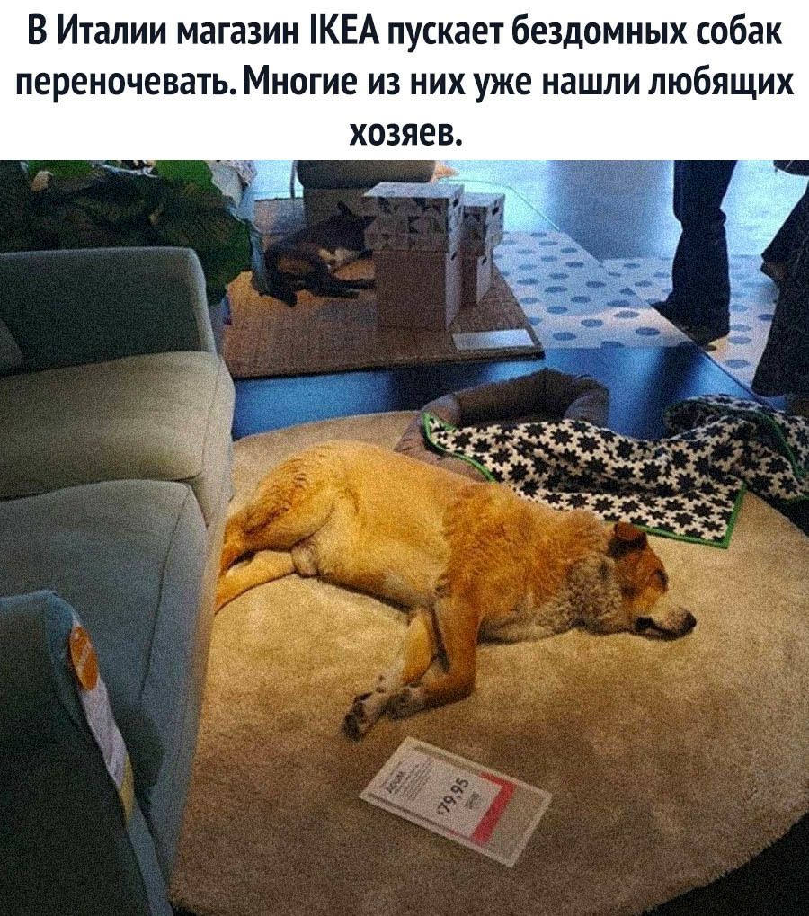 В Италии магазин КЕА пускает бездомных собак переночевать Многие из них уже нашли любящих хозяев Г нтк