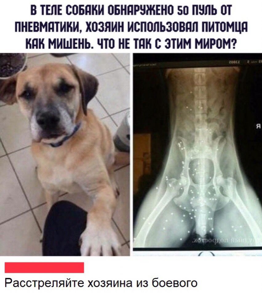 В ТЕЛЕ СОБПНИ ПБНПРНЖЕНО 50 ПЧЛЬ ОТ ПНЕВМПТИБИ ХОЗЯИН ИСПОЛЬЗОВПЛ ПИТОМЦП НПК МИШЕНЬ ЧТО НЕ ТПК С ЗТИМ МИРОМ Расстрепяйте хозяина из боевого
