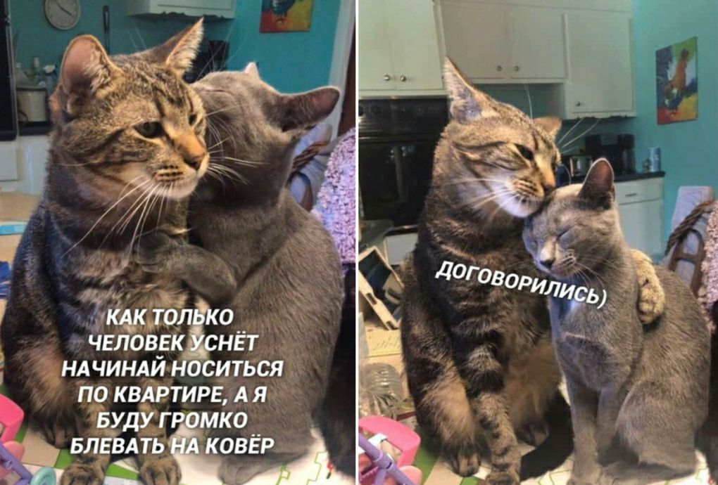ЧЕ от ндчинли ситься ПО КВАРТИРЁДА Я КО __