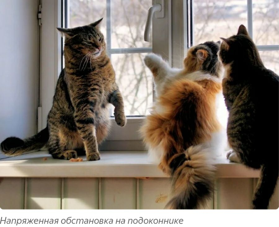 ЗПЧі КЁННЭЧ ОбСПЗНОВКЭ на ПОдОАОННЪКЁ