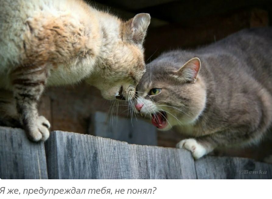 же предупреждал тебя не понял