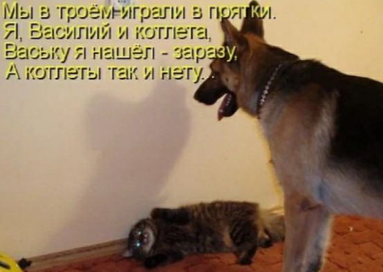 троа игралв 75 ііи согпега
