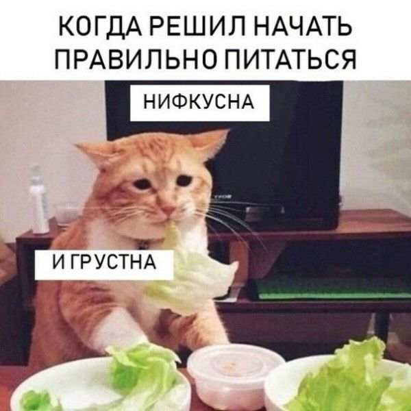 КОГДА РЕШИЛ НАЧАТЬ ПРАВИЛЬНО ПИТАТЬСЯ НИФКУСНА