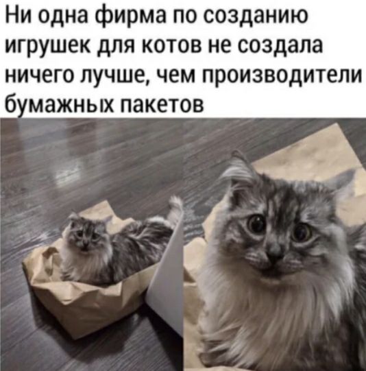 Ни одна фирма по созданию игрушек для котов не создала ничего лучше чем производители б мажных пакетов