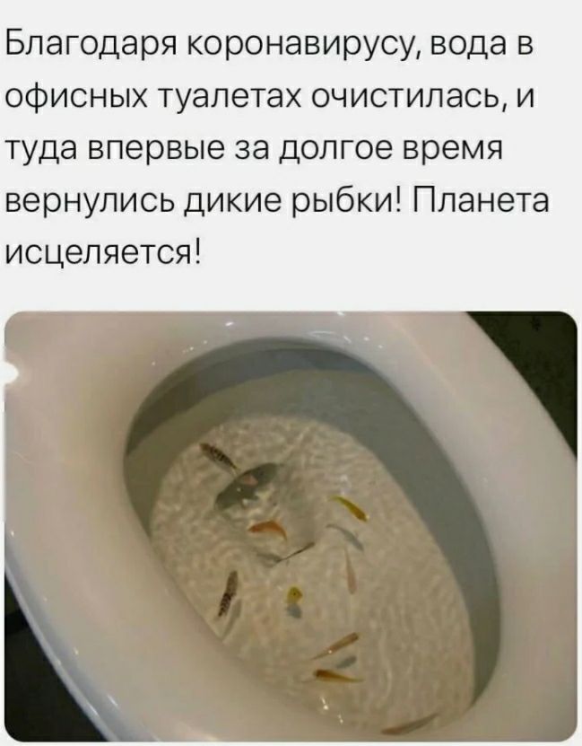Благодаря коронавирусу вода в офисных туалетах очистилась и туда впервые за долгое время вернулись дикие рыбки Планета исцеляется