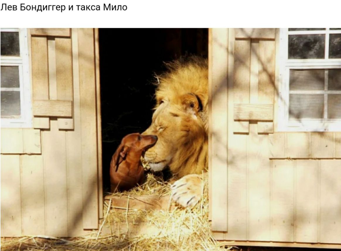 Лев Бондиггер и такса Мило