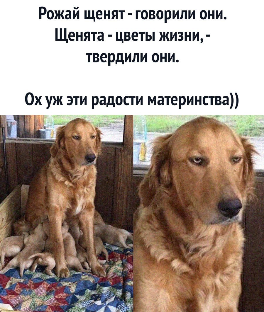 Рожай щенят говорили они Щенята цветы жизни твердили они Ох уж эти радости материнства
