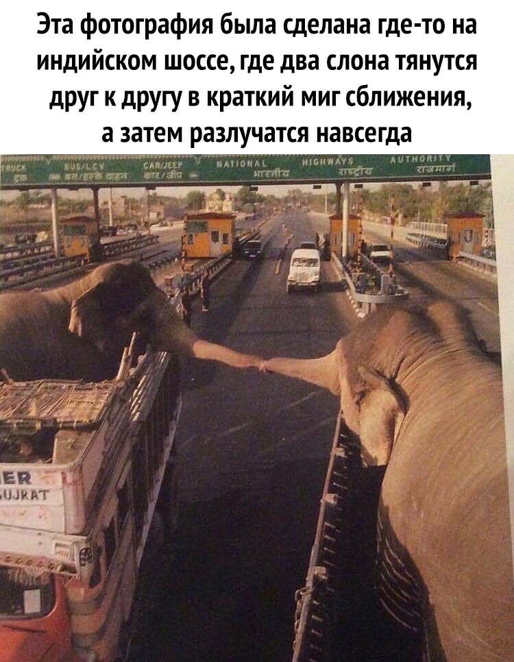 Эта фотография была сделана где то на индийском шоссе где два слона тянутся друг к другу в краткий миг сближения а затем разлучатся навсегда