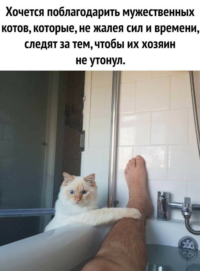Хочется поблагодарить мужественных котов которые не жалея сил и времени следят за тем чтобы их хозяин не утонул