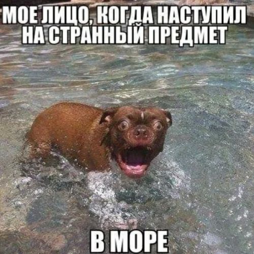 МПЕ ИИЦП ИМТдд ИАВППИП ЗИП ВТРАИИЫИ ПРЕДМЕТ