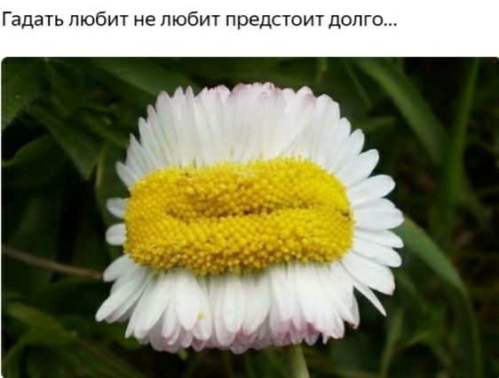 Гадать любит не любит предстоит долго