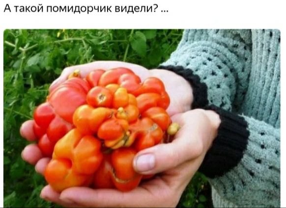 А такой помидорчик видели