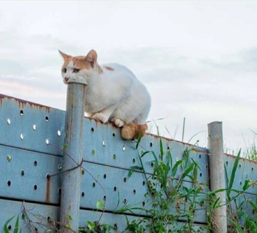 11жЦччси