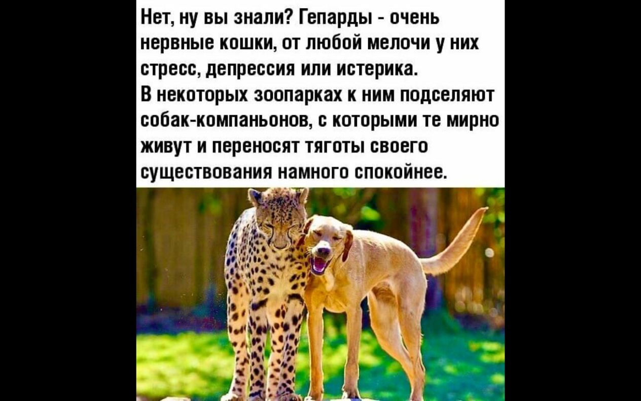 Нет ну вы знали Гепарды очень нервные кошки от любой мелочи у них стресс депрессия или истерика В НЕКОТОРЫХ зоопарках К НИМ ПОДОВЛЯЮТ собак компаньонов с КОТОРЫМИ ТЕ МИРНО ЖИВУТ И переносят ТЯГОТЫ СВОЕГО СУЩЕСТВОВЗНИЯ НЗМНОГО СПОКОИНВВ г