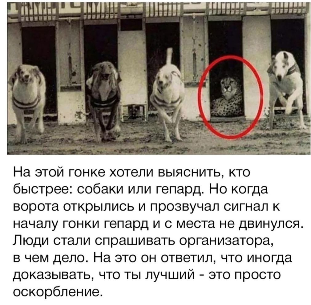 На этой гонке хотели выяснить кто быстрее собаки или гепард Но когда ворота открылись и прозвучал сигнал к началу гонки гепард и с места не двинулся Люди стали спрашивать организатора в чем дело На это он ответил что иногда доказывать что ты лучший это просто оскорбление