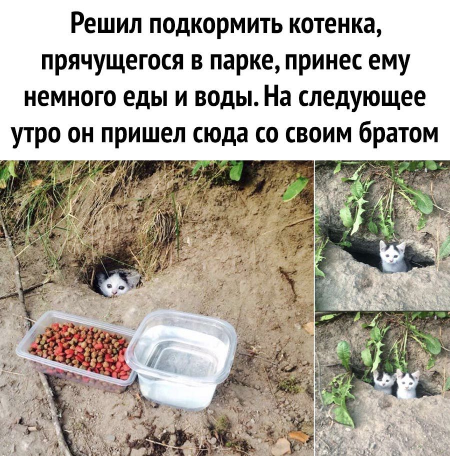 Решил подкормить котенка прячущегося в парке принес ему немного еды и воды На следующее утро он пришел сюда со своим братом