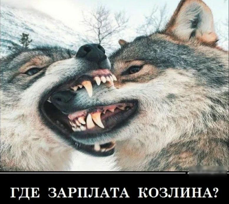 ГДЕ ЗАРПЛАТА КОЗЛИНА