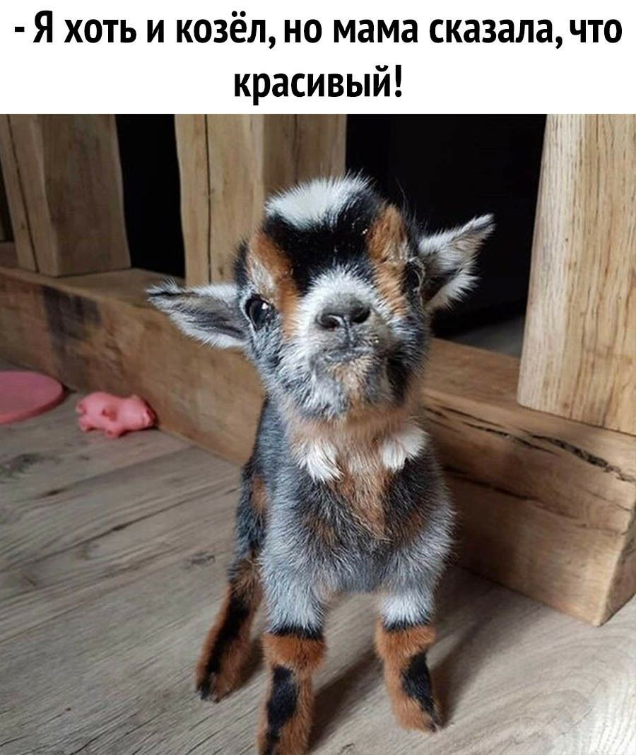 Я хоть и козёл но мама сказала что красивый