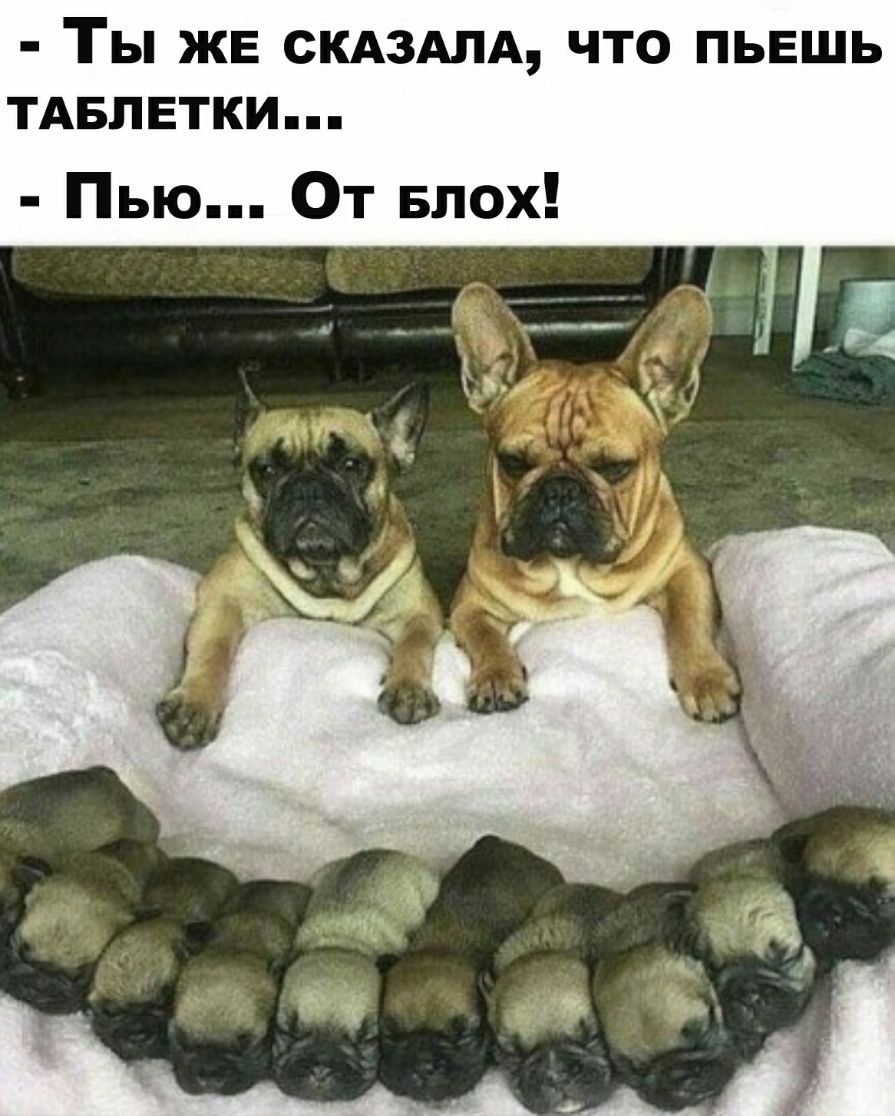 ТЫ ЖЕ СКАЗАЛА ЧТО ПЬЕШЬ ТАБЛЕТКИ Пью От Блох