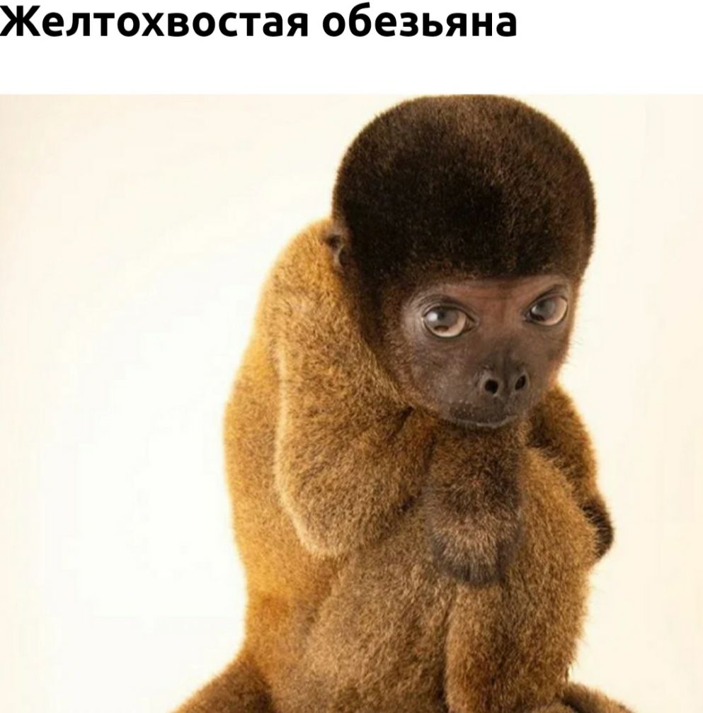 Желтохвостая обезьяна