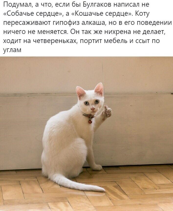 Подумал а что если бы Булгаков написал не Собачье сердце а Кошачье сердце Коту пересаживают гипофиз алкаша но в его поведении ничего не меняется Он так же нихрена не делает ходит на четвереньках портит мебель и ссыт по углам
