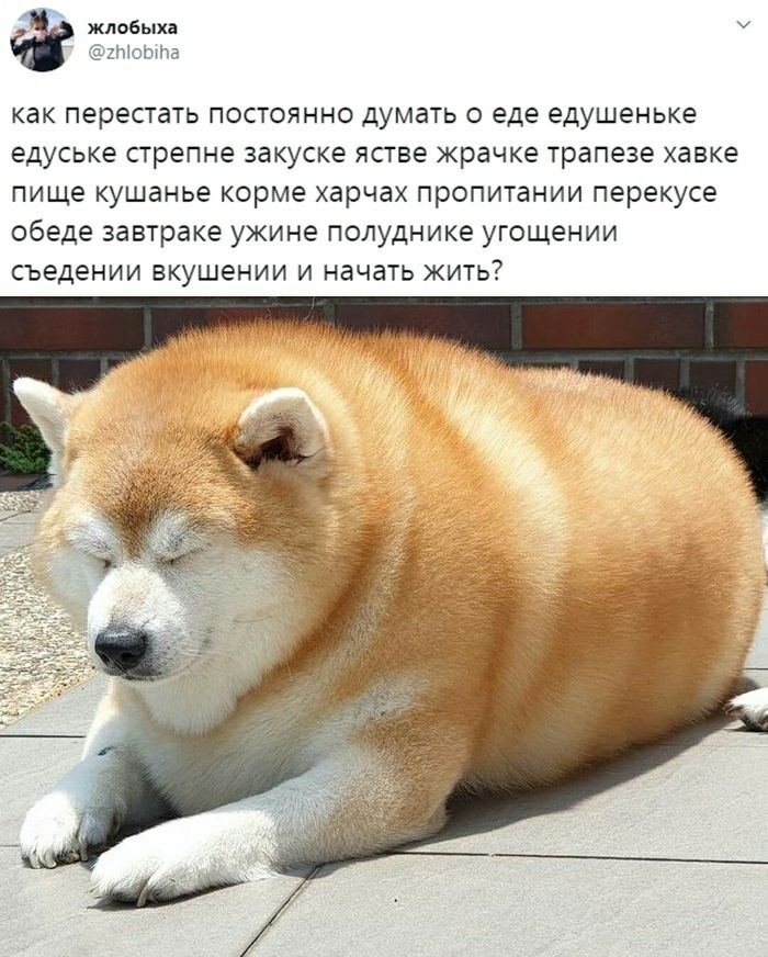 жлобыха ХЫОЬПШ как перестать постоянно думать о еде едушеньке едуське стрепне закуске ястве жрачке трапезе хавке пище кушанье корме харчах пропитании перекусе обеде завтраке ужине полуднике угощении съедении вкушении и начать жить