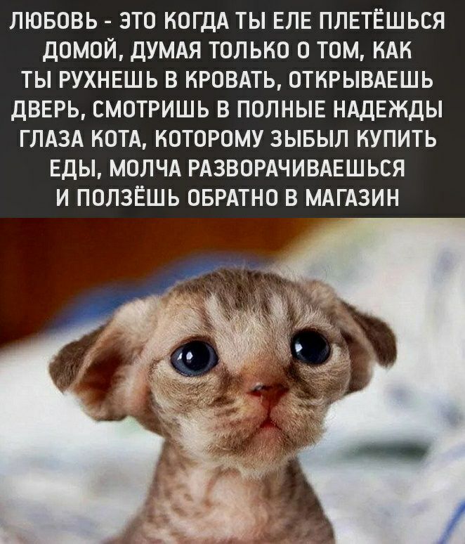 ЛЮБОВЬ ЭТО КОГДА ТЫ ЕЛЕ ПЛЕТЁШЬСЯ ДОМОЙ ДУМАЯ ТОЛЬКО О ТОМ КАК ТЫ РУХНЕШЬ В КРОВАТЬ ОТНРЫВАЕШЬ ДВЕРЬ СМОТРИШЬ В ПОЛНЫЕ НАДЕЖДЫ ГЛАЗА КОТА КОТОРОМУ ЗЫБЫЛ КУПИТЬ ЕДЫ МОЛЧА РАЗВОРАЧИВАЕШЬСЯ И ПОЛЗЁШЬ ОБРАТНО В МАГАЗИН