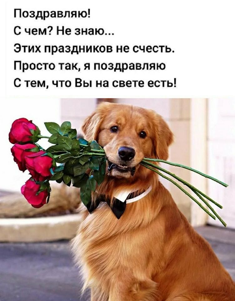 Поздравляю С чем Не знаю Этих праздников не счесть Просто так я поздравляю С тем что Вы на свете есть