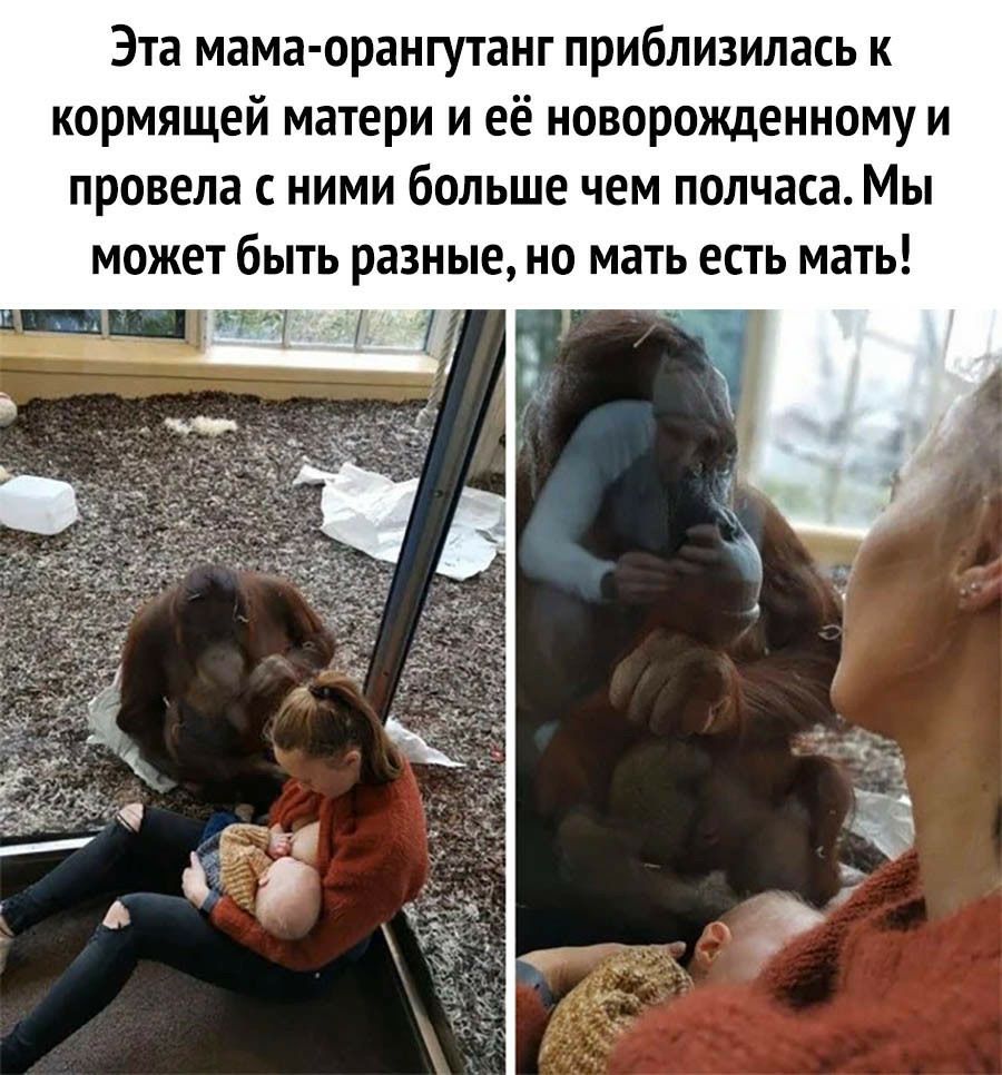 Эта мама орангутанг приблизилась к кормящей матери и её новорожденному и провела с ними больше чем полчаса Мы может быть разные но мать есть мать